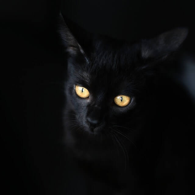 A photo of a black cat with yellow eyes