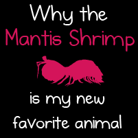 Link to Mantis Shrimp Comic created by The Oatmeal