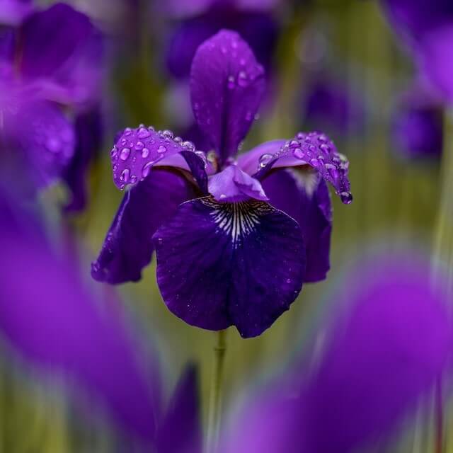 An photo of a purple flower